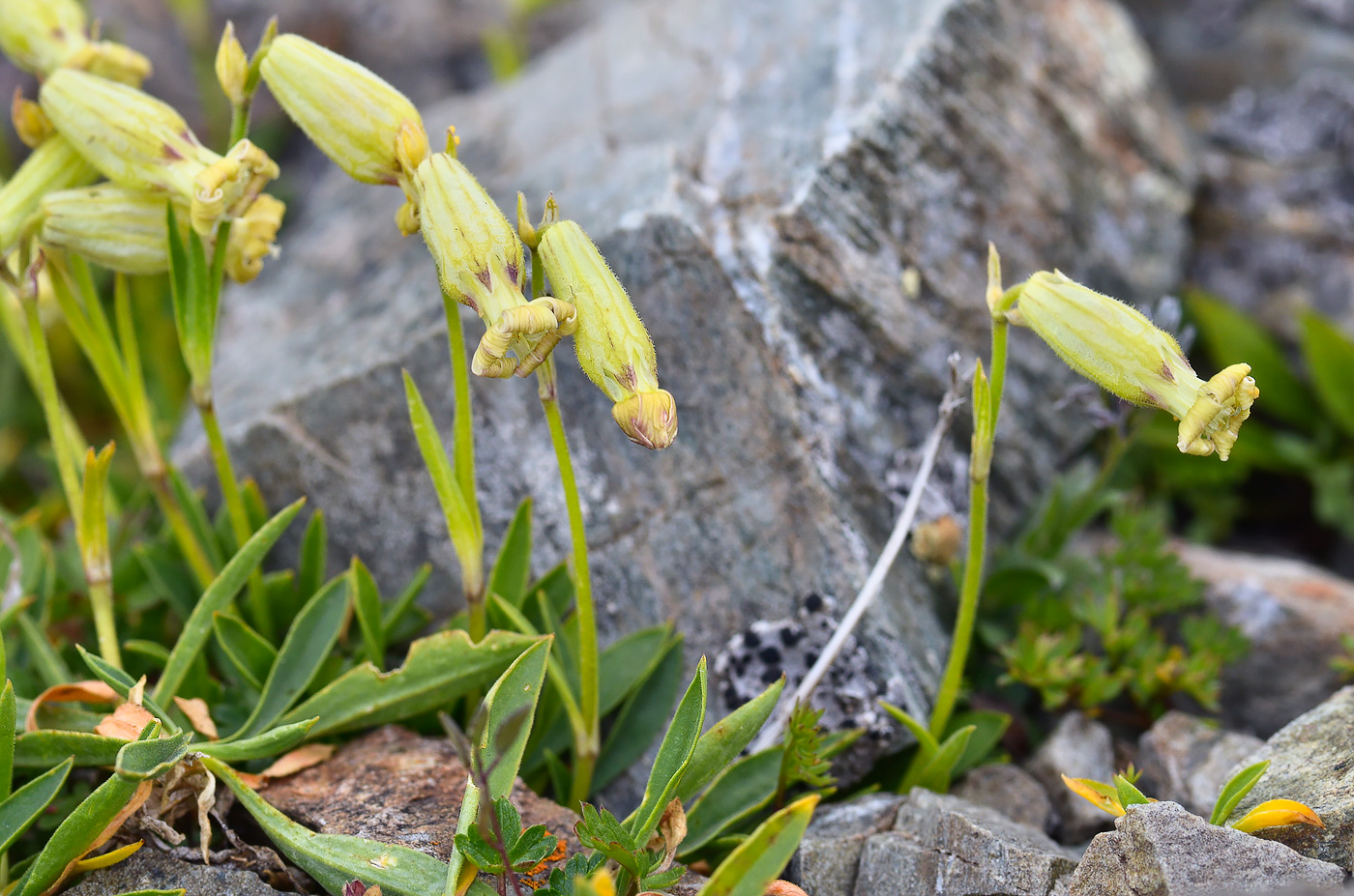 Image of Silene kubanensis specimen.