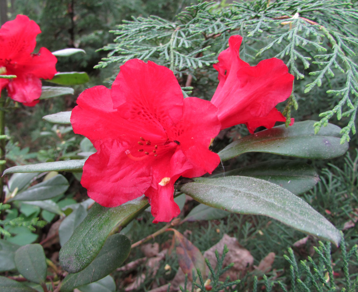 Image of Rhododendron forrestii specimen.