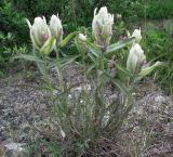 Castilleja lapponica