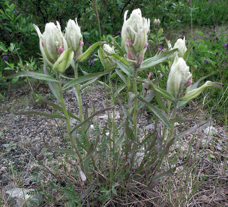 Image of Castilleja lapponica specimen.