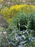 Senecio schwetzowii