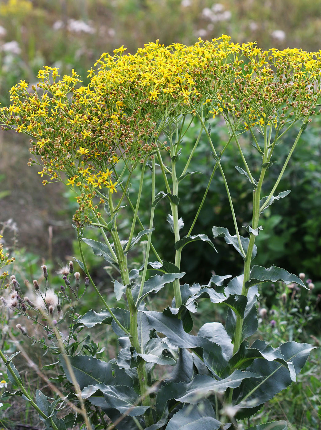 Изображение особи Senecio schwetzowii.