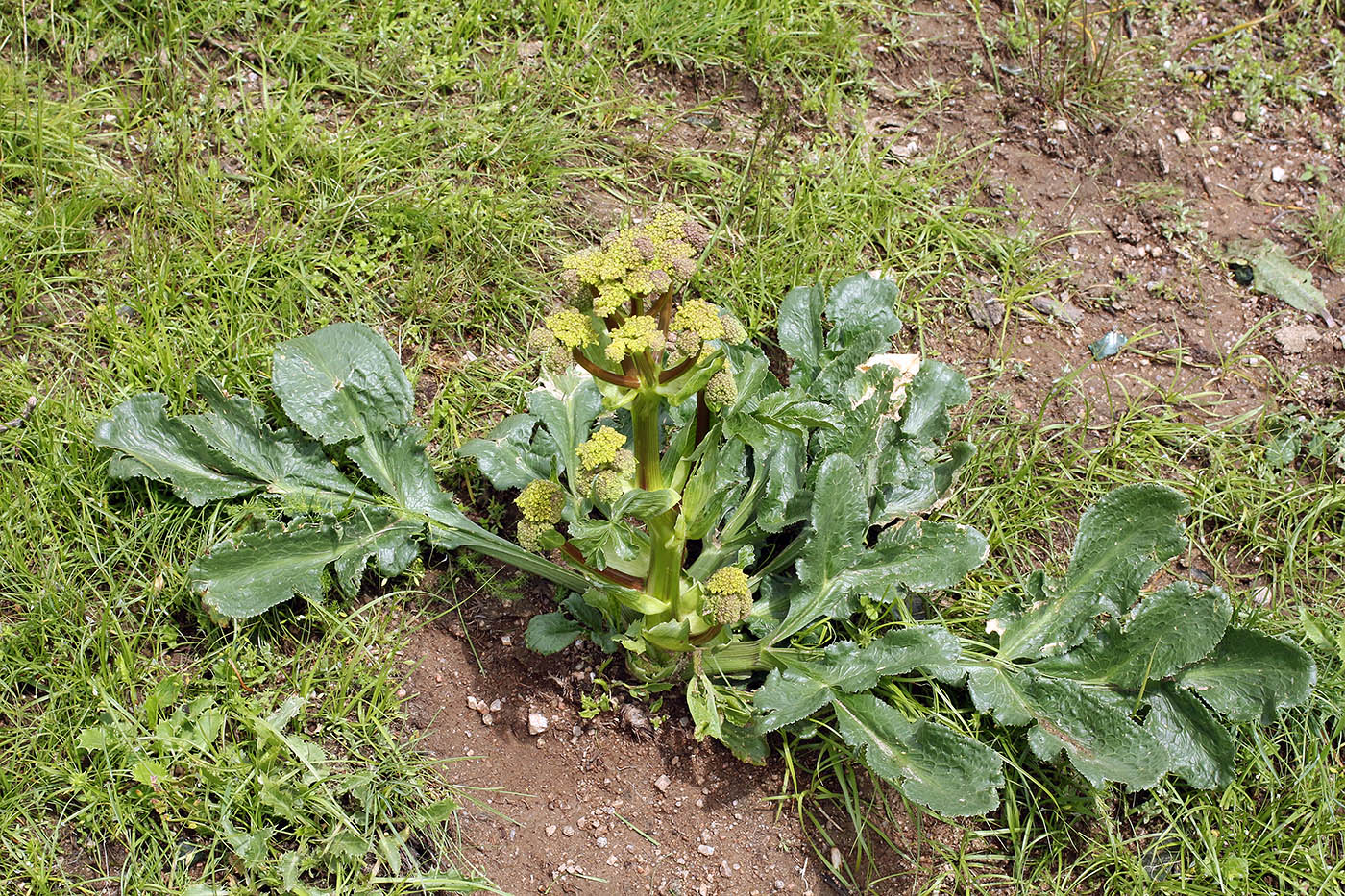 Image of Ferula kokanica specimen.