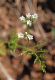 Torilis leptophylla. Верхушка цветущего растения. Узбекистан, Ташкентская обл., южный склон Чаткальского хребта, бассейн р. Ахангаран, Каттасай выше пос. Янгиабад. 12.05.2019.