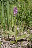 Dactylorhiza baltica. Цветущее растение. Ленинградская обл., Гатчинский р-н, окр. дер. Авколево, карьер \"Елизаветино\", зарастающий деревьями вейниковый луг на месте выработки известняка. 16.06.2019.