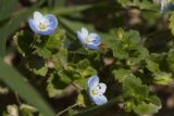 Veronica persica