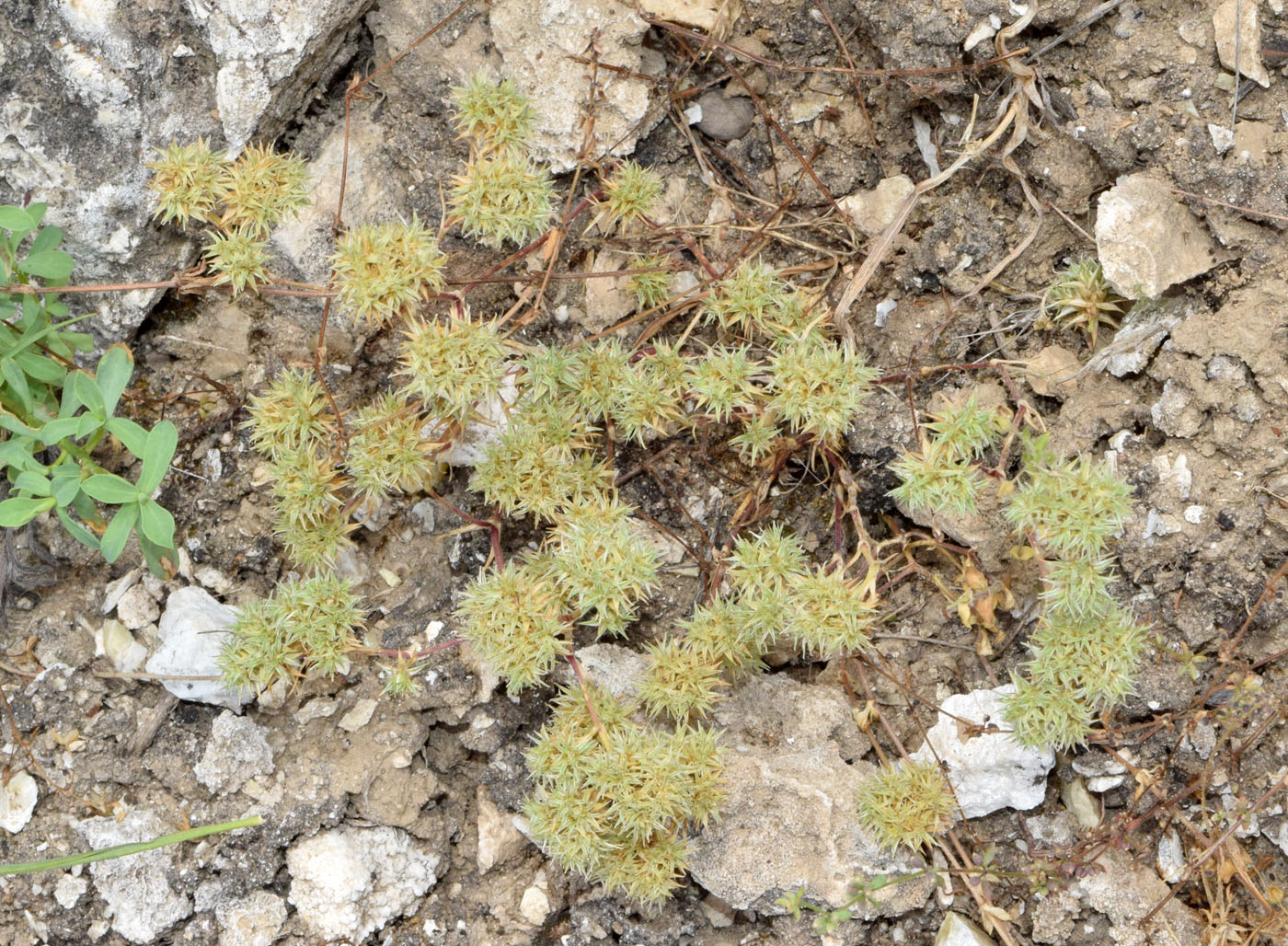 Image of Queria hispanica specimen.