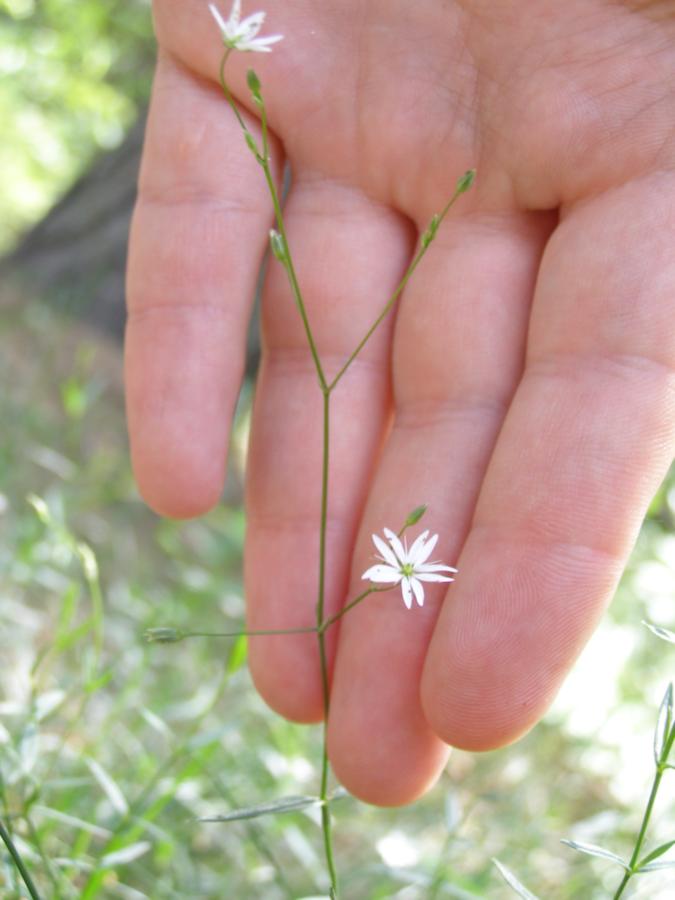 Изображение особи Stellaria hebecalyx.