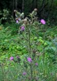 Cirsium vulgare