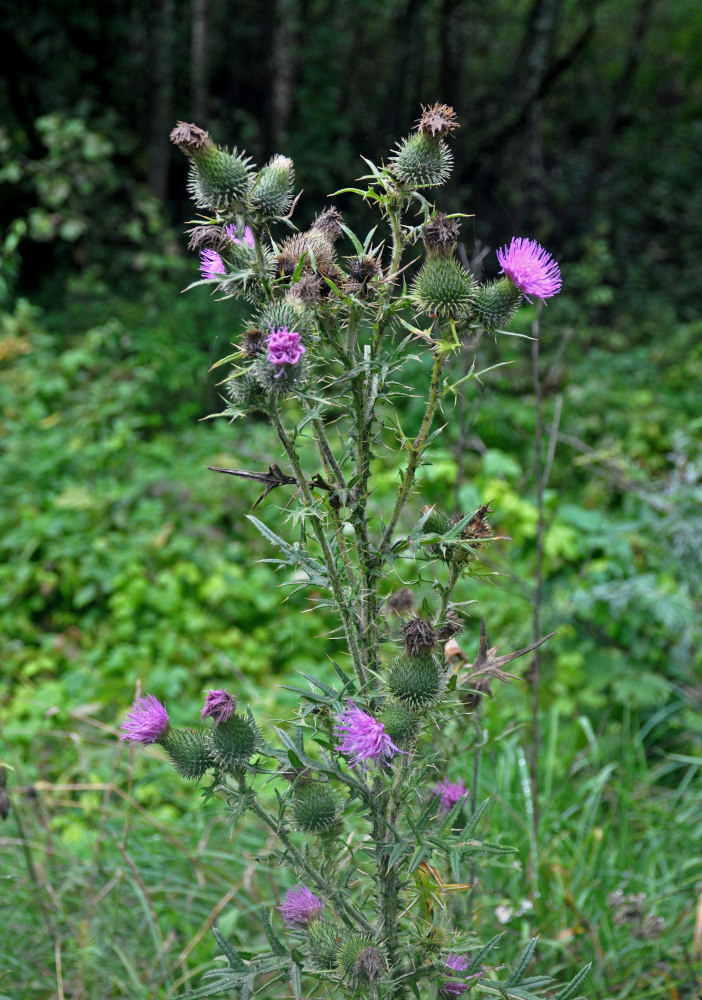 Image of Cirsium vulgare specimen.