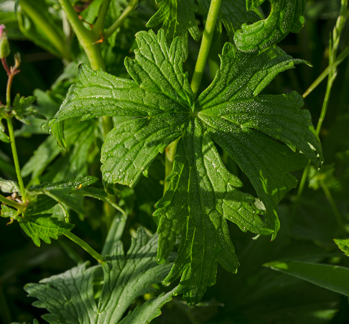 Image of Geranium asiaticum specimen.