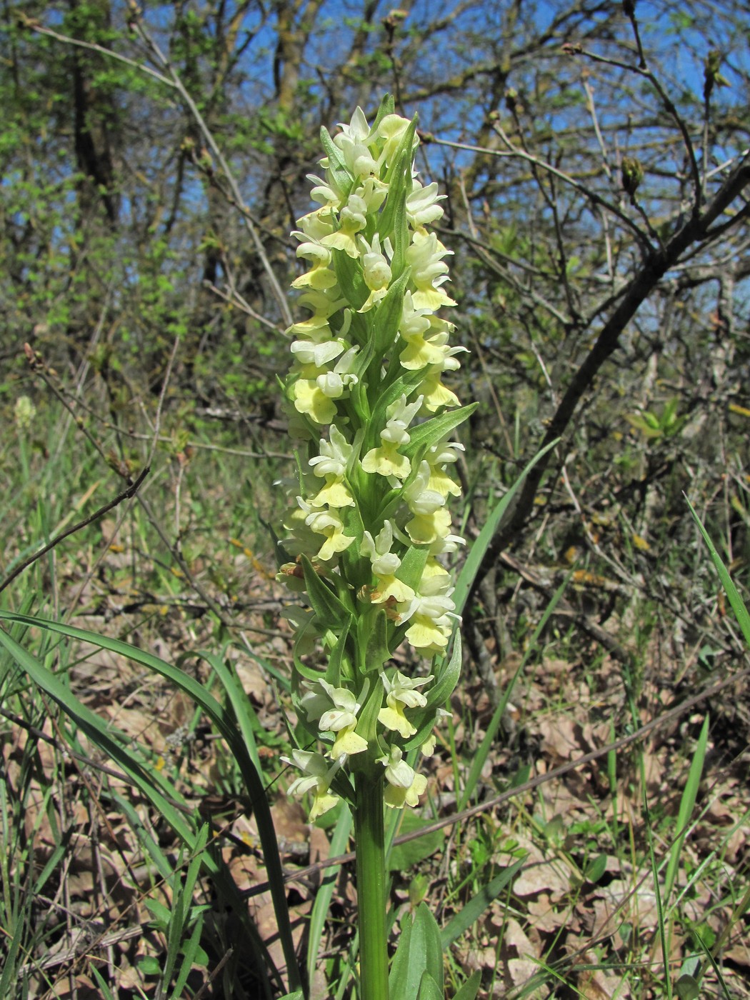 Изображение особи Dactylorhiza romana ssp. georgica.