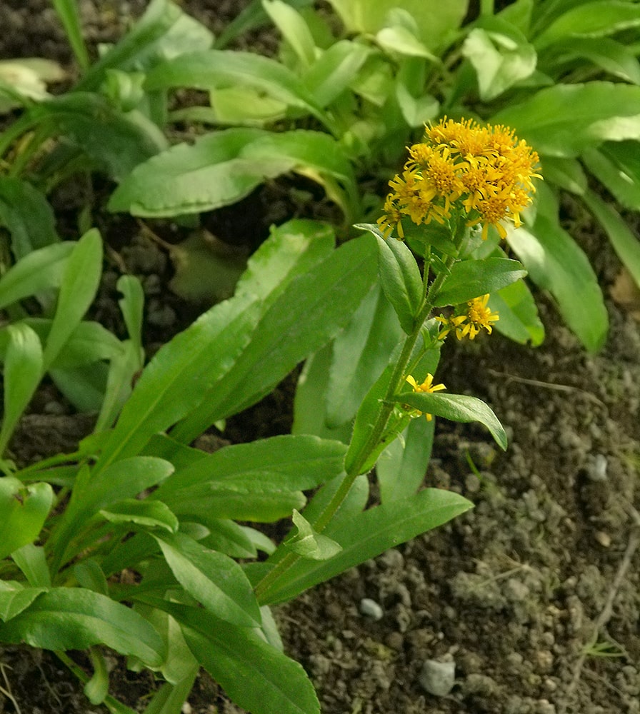 Изображение особи Solidago multiradiata.