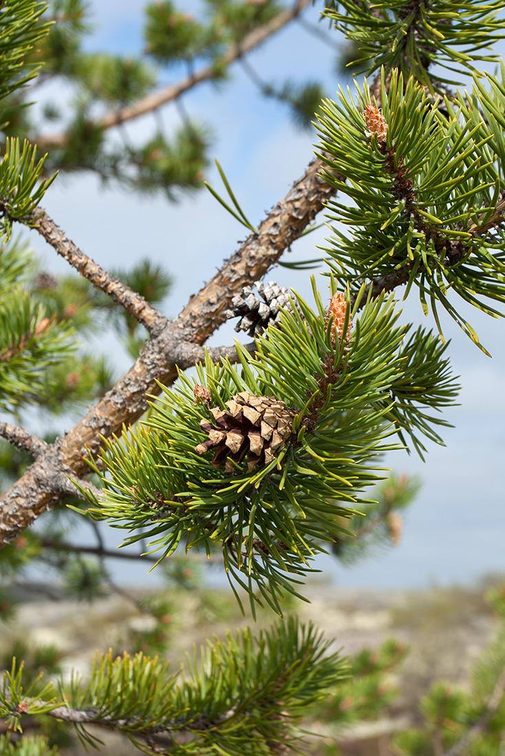 Изображение особи Pinus friesiana.