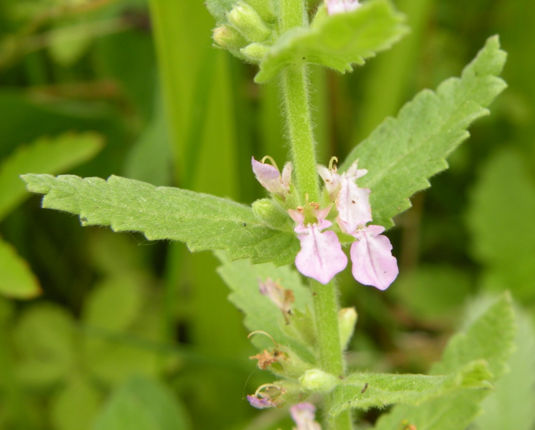 Image of Teucrium scordium specimen.