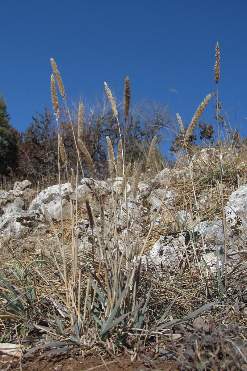 Image of Phleum phleoides specimen.