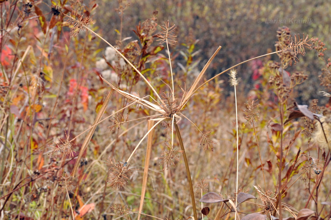 Изображение особи Cyperus orthostachyus.