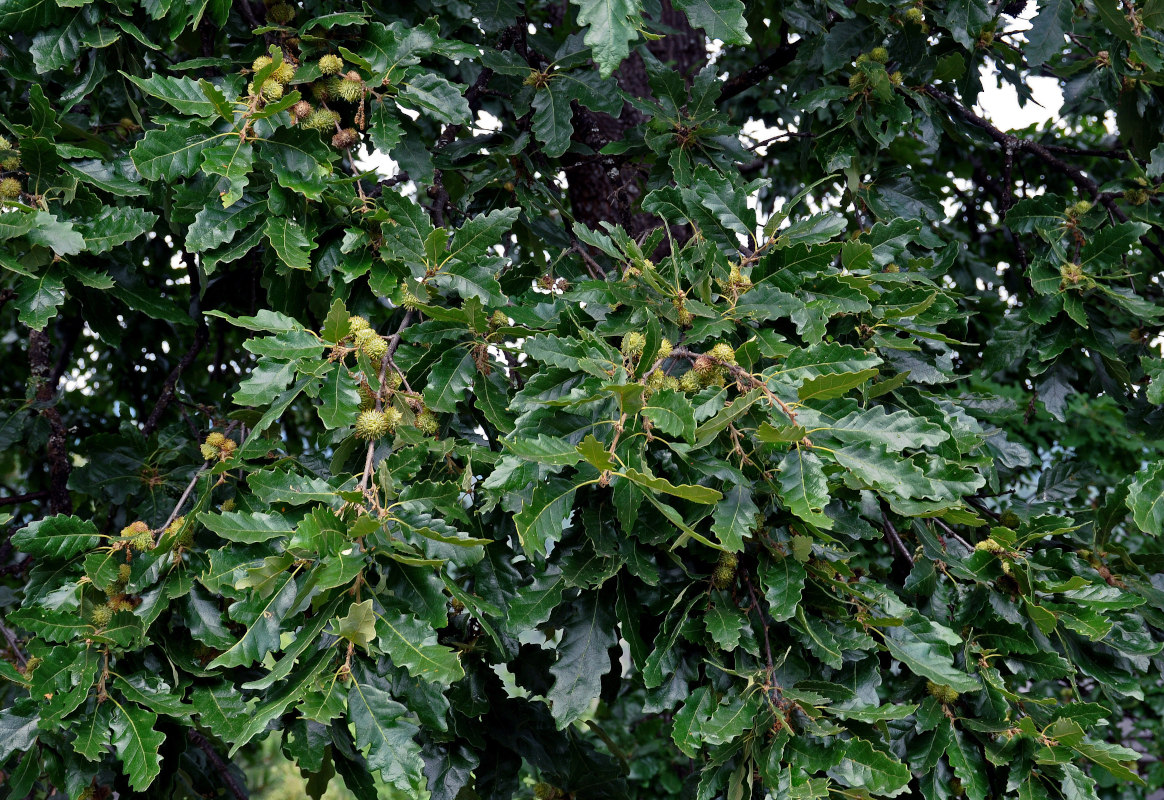 Image of genus Quercus specimen.