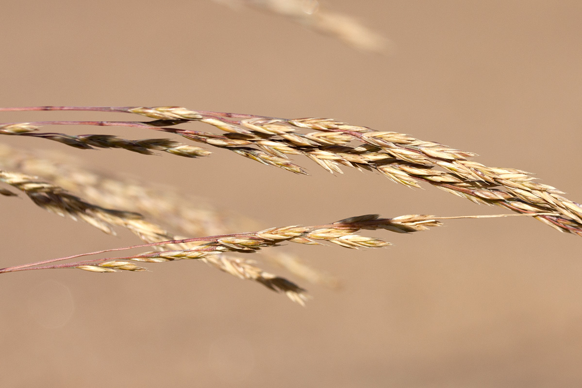 Image of Festuca ovina specimen.