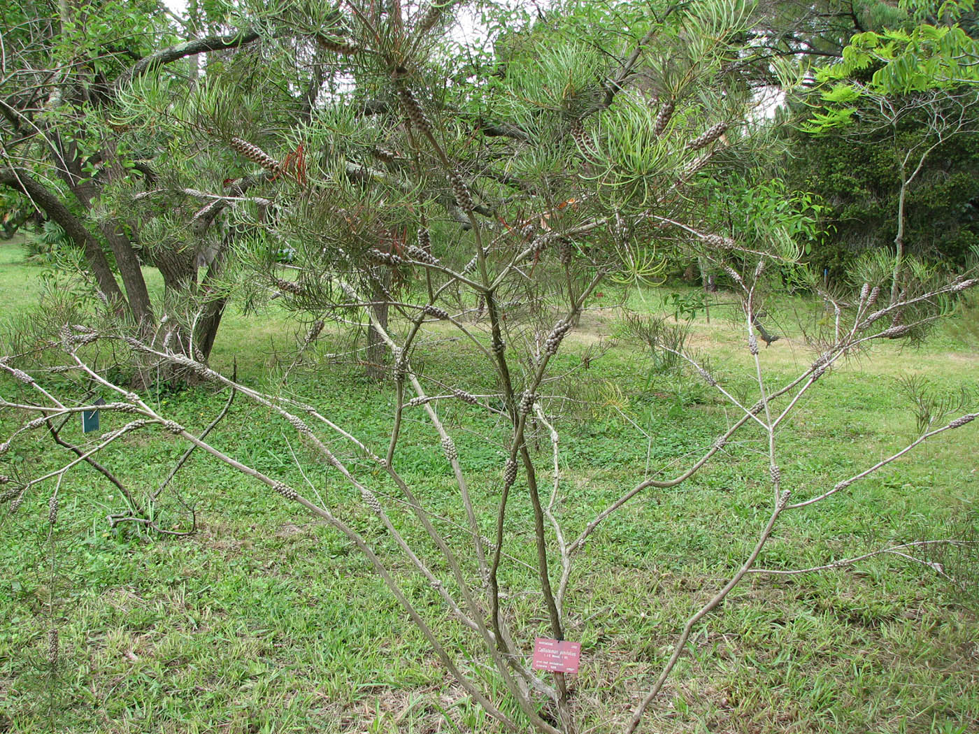 Image of Callistemon pinifolius specimen.