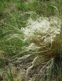 Stipa pennata