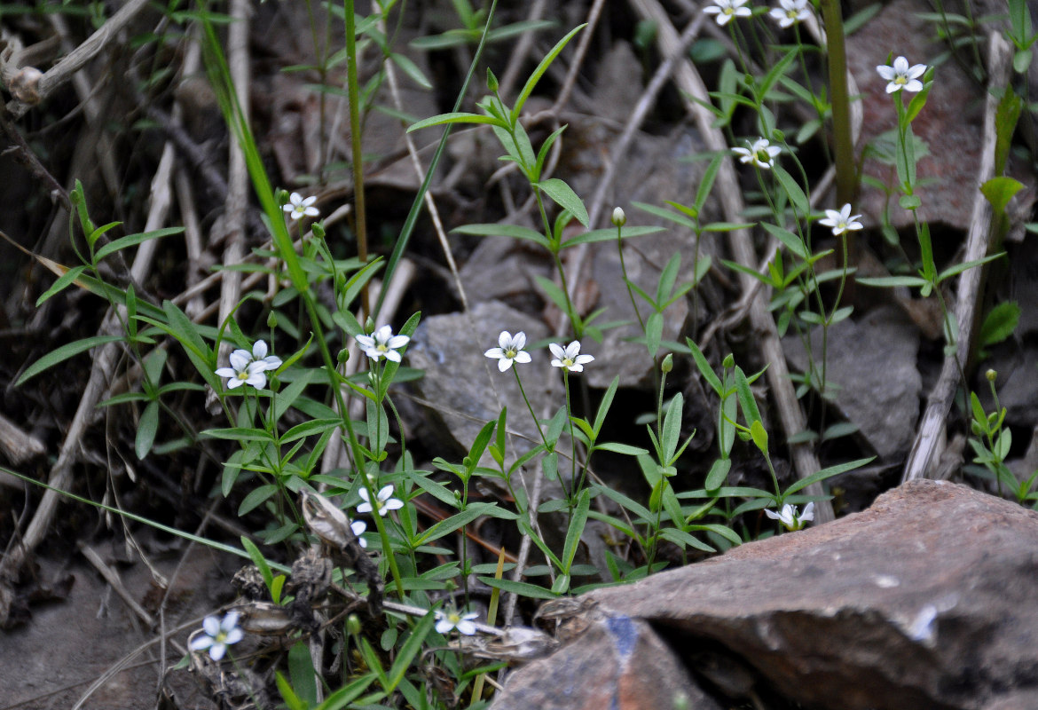 Изображение особи Moehringia umbrosa.