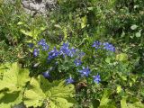 Gentiana paradoxa