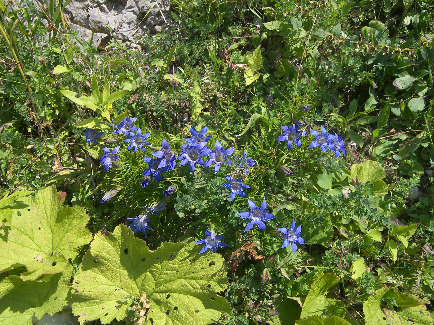 Image of Gentiana paradoxa specimen.