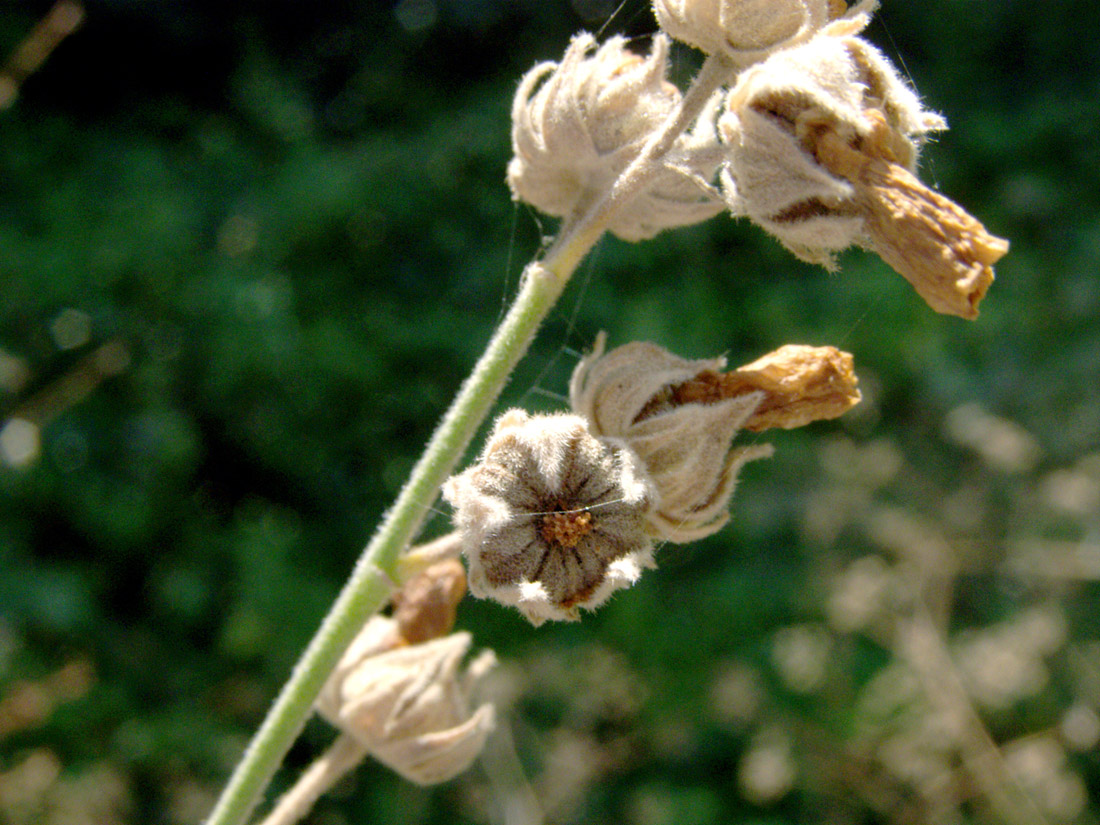 Image of Althaea broussonetiifolia specimen.