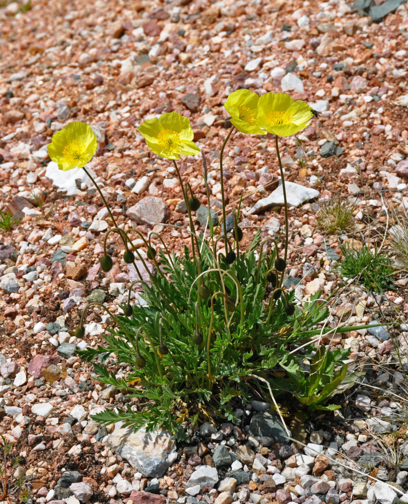 Изображение особи род Papaver.