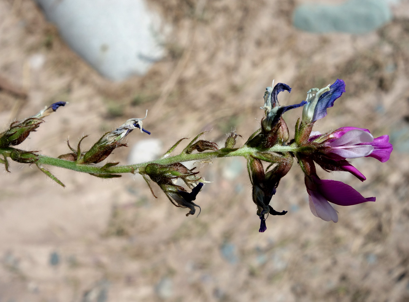 Изображение особи Oxytropis ferganensis.