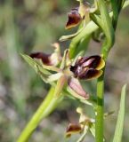 Ophrys alasiatica