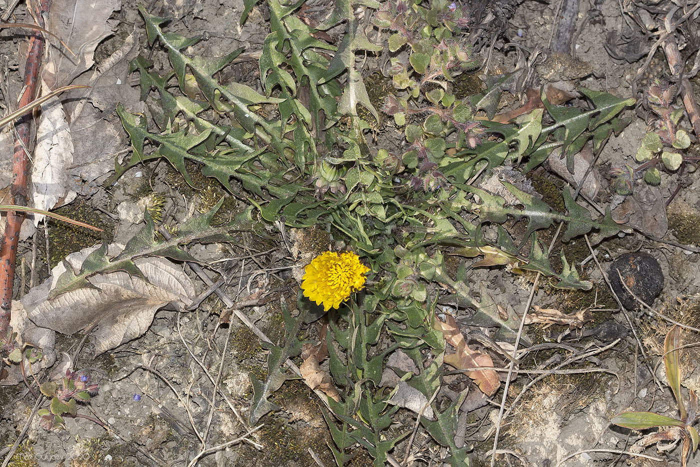 Изображение особи род Taraxacum.