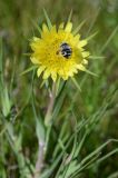 Tragopogon capitatus