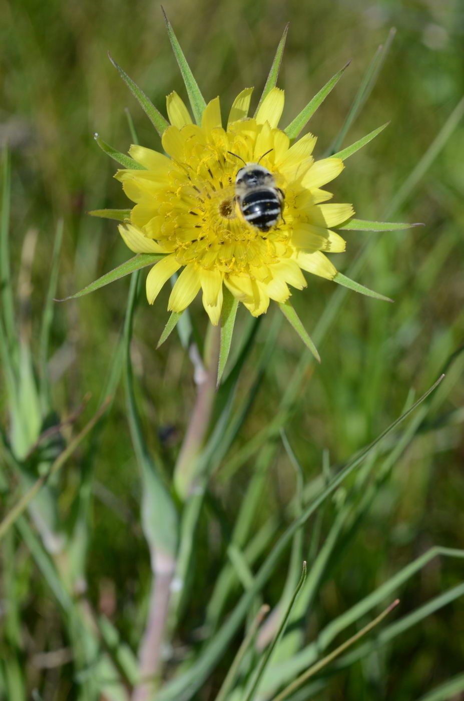 Изображение особи Tragopogon capitatus.