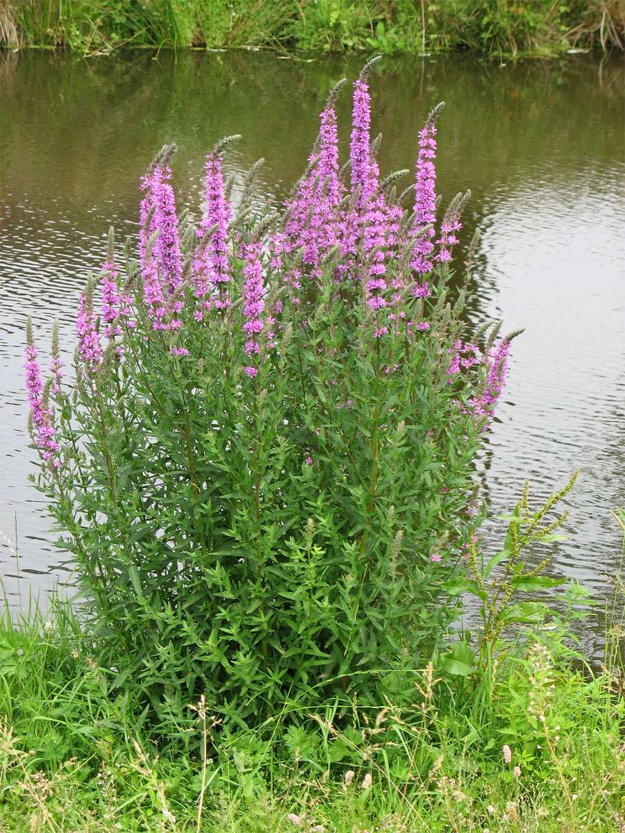 Изображение особи Lythrum salicaria.