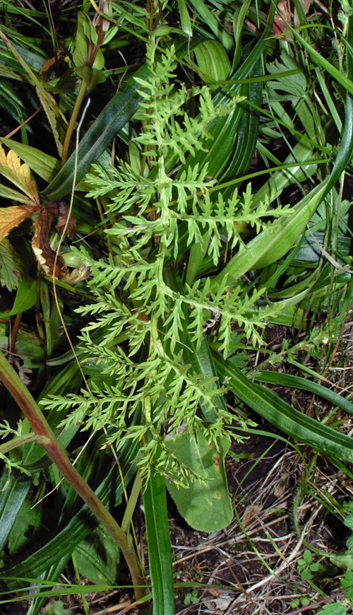 Image of Artemisia laciniata specimen.