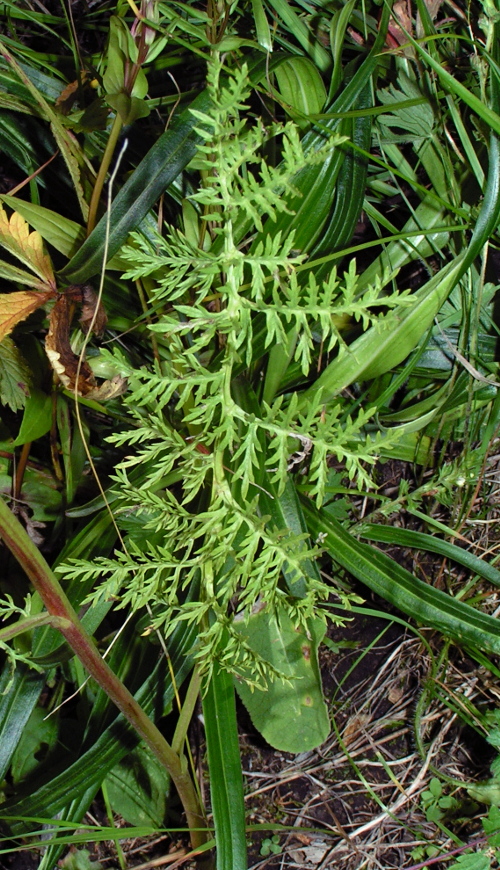 Изображение особи Artemisia laciniata.