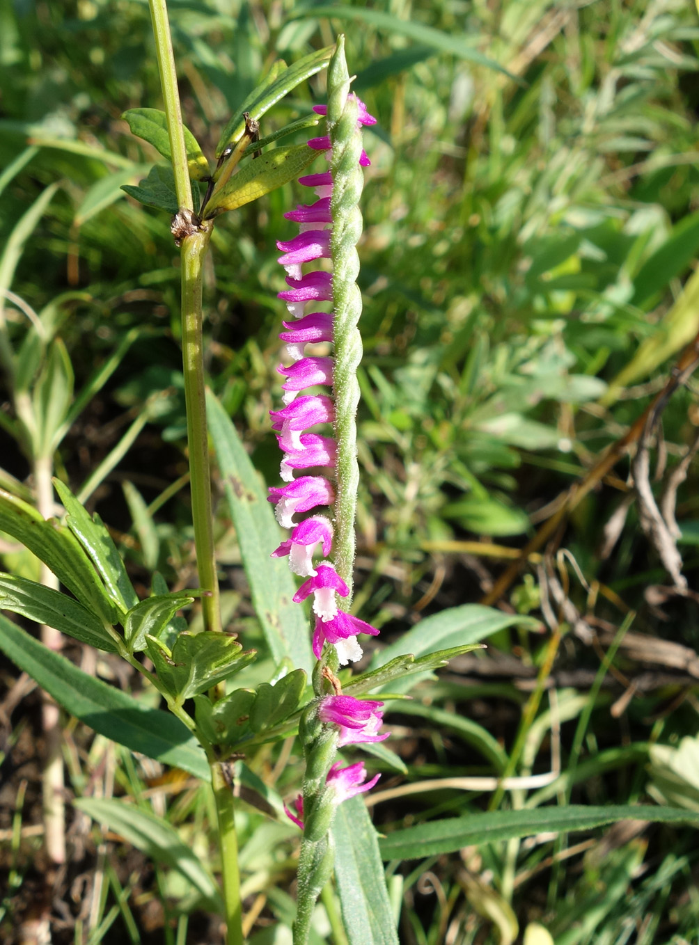 Image of Spiranthes australis specimen.