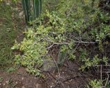 Searsia marlothii