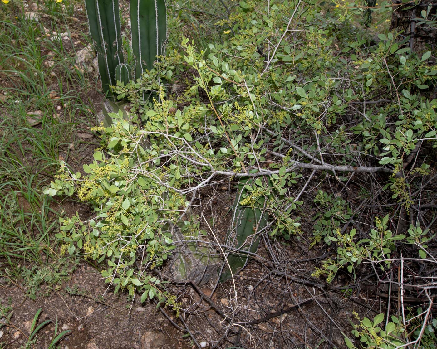 Image of Searsia marlothii specimen.
