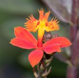 Epidendrum radicans