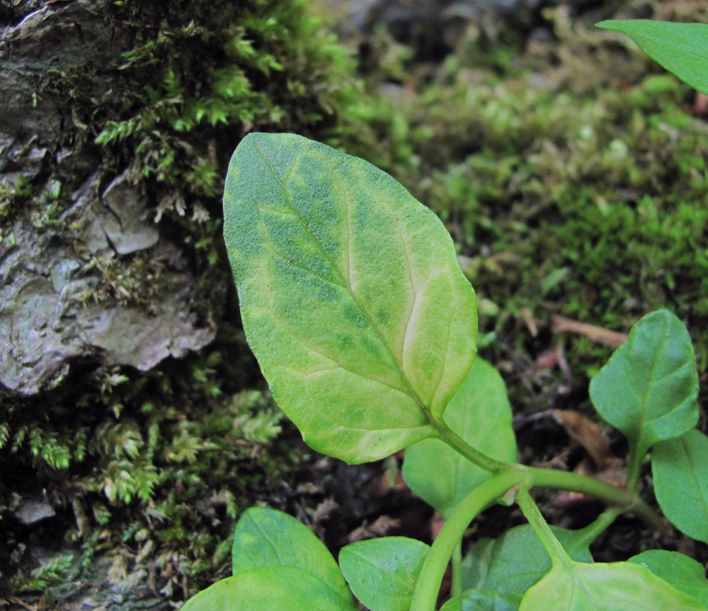 Image of Prunella vulgaris specimen.