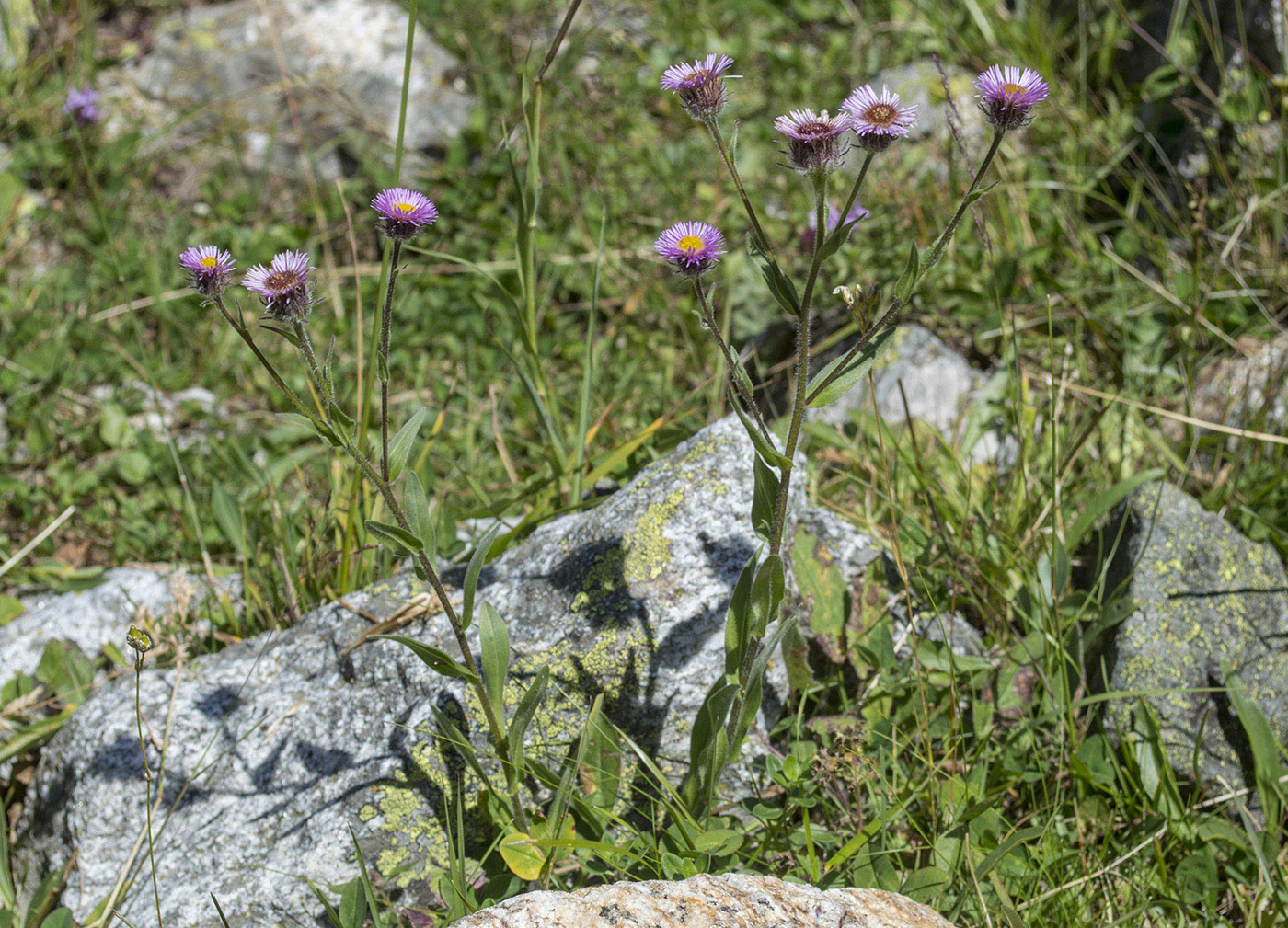 Image of Erigeron caucasicus specimen.