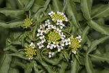 Nasturtium officinale