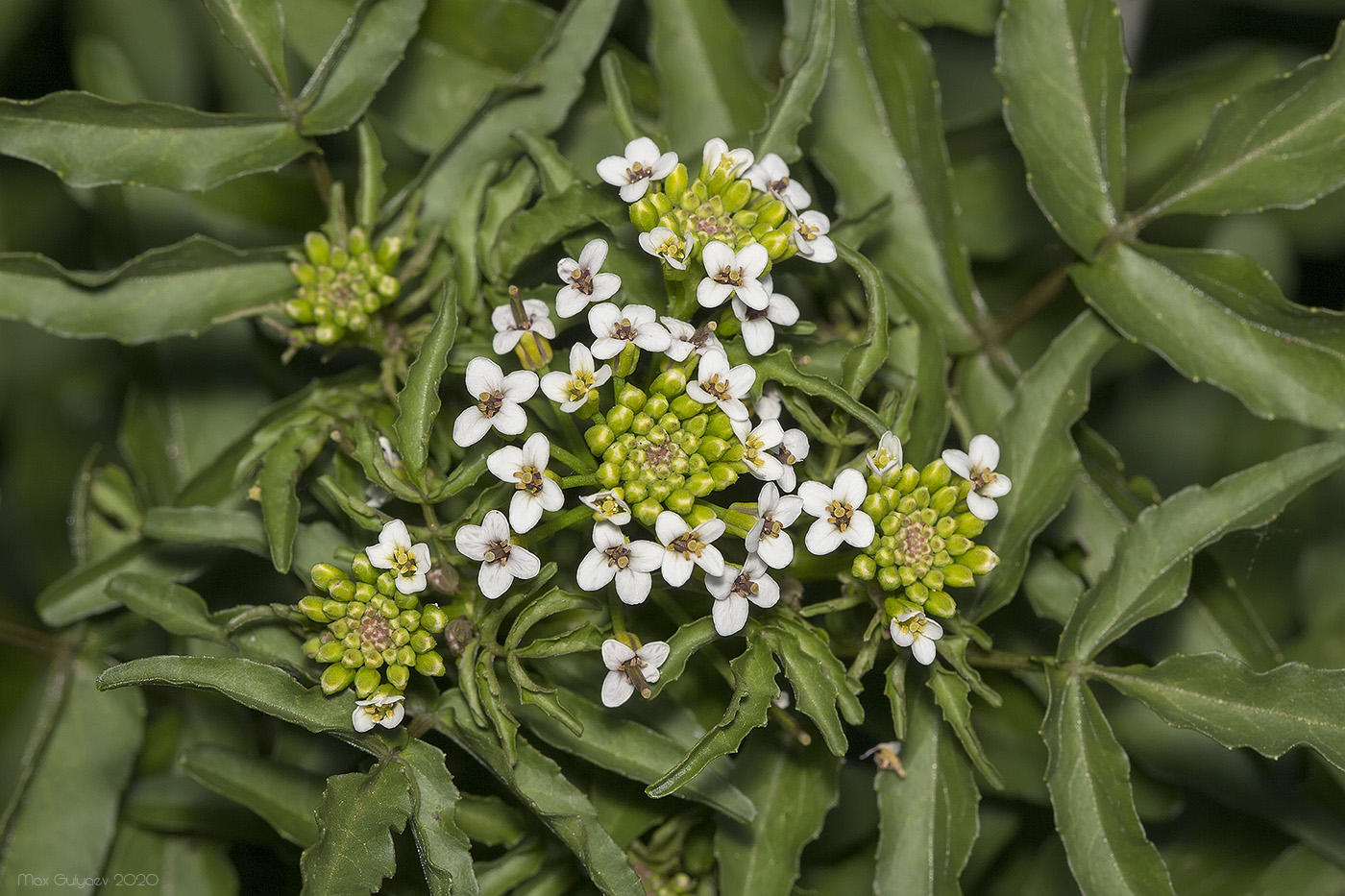 Image of Nasturtium officinale specimen.