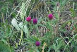 Trifolium alpestre