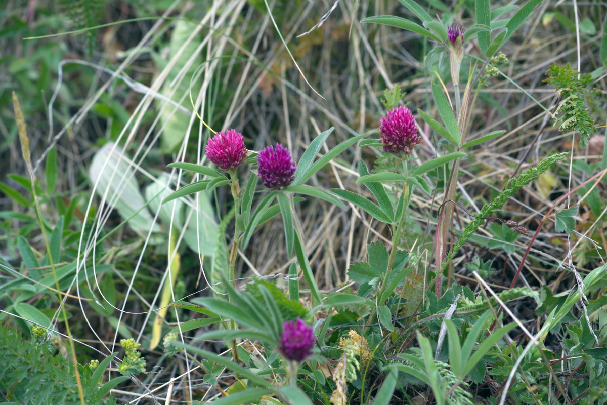 Изображение особи Trifolium alpestre.