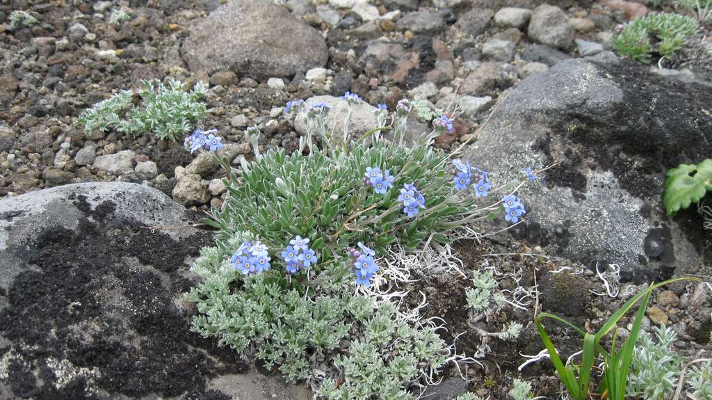 Image of Eritrichium kamtschaticum specimen.