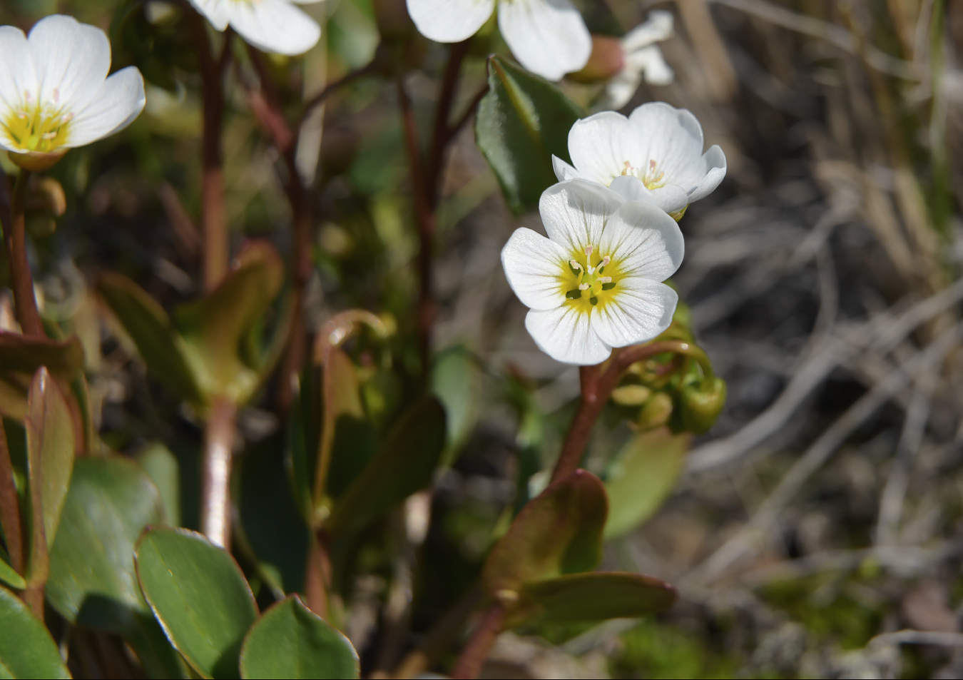 Изображение особи Claytonia joanneana.